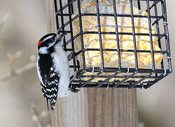 istock Male Downy Woodpecker 514778602