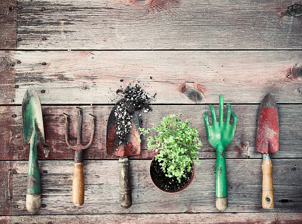 istock Garden Tools, Seeds, Herbs and Thyme on Old Wood Background 514779368