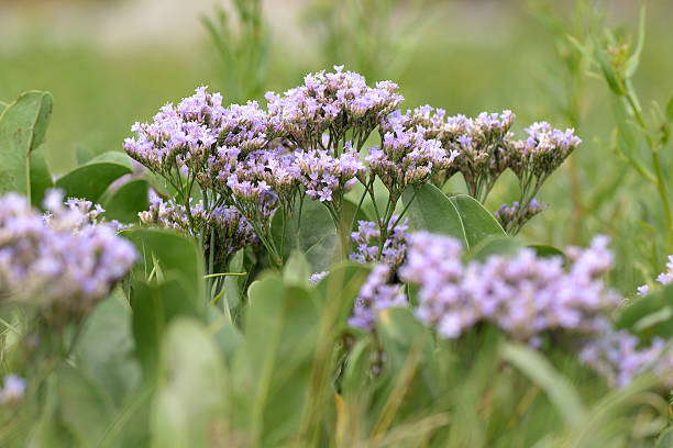 comum-mar, lavanda (limonium vulgare - limonium - fotografias e filmes do acervo