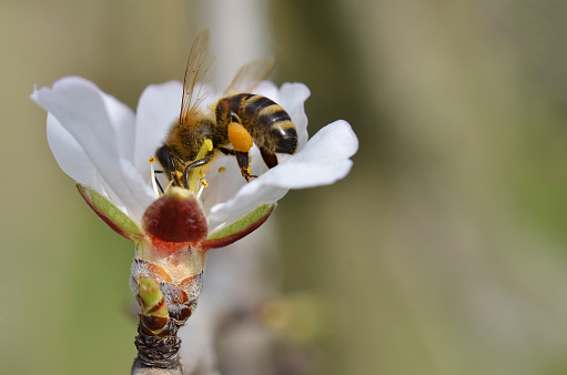 Bee on almond tree flower in springtime
