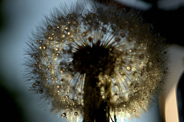istock Gold dewy Dandelion silhouette close-up 514779814