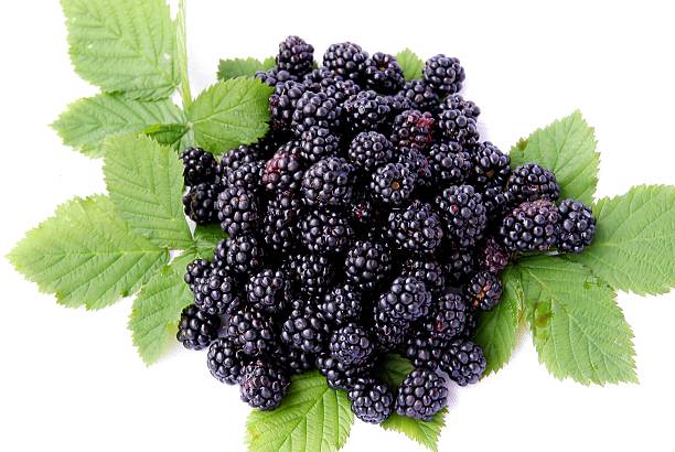 istock blackberries as wild fruits from forest 514780012