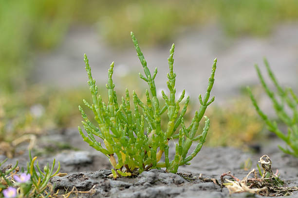 Common glasswort (Salicornia europaea) Plant in the family Amaranthaceae, growing on inter-tidal mudflats on the British coast salicornia stock pictures, royalty-free photos & images