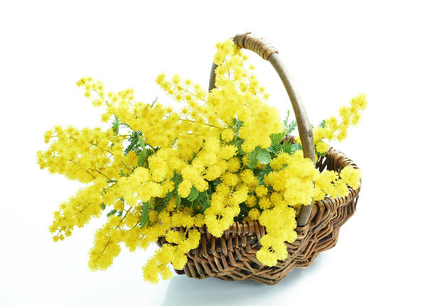 istock mimosa flowers on the basket 514780464