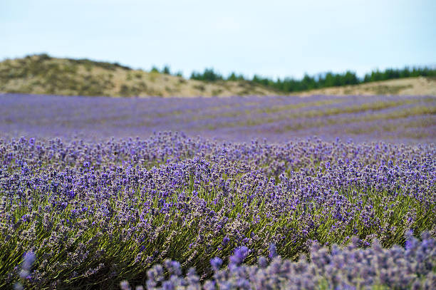 istock Lavender field with purple flowers 514780796