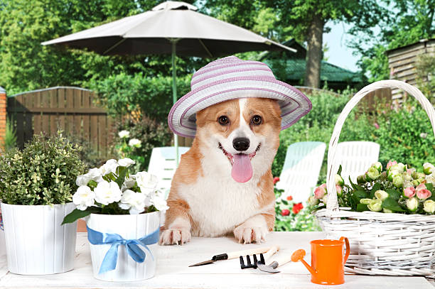 istock Welsh corgi Pembroke dog in a hat 514780910