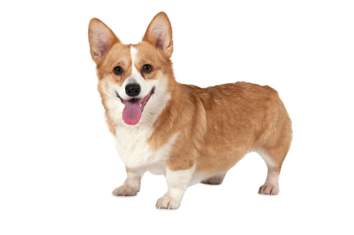 Welsh corgi Pembroke dog standing in a studio and looking at the camera isolated on white background.