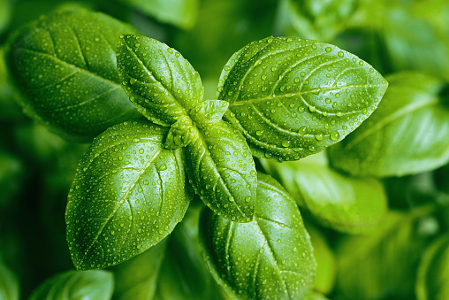 Stock photo showing close-up view of basil (Ocimum basilicum) leaves in a herb garden.