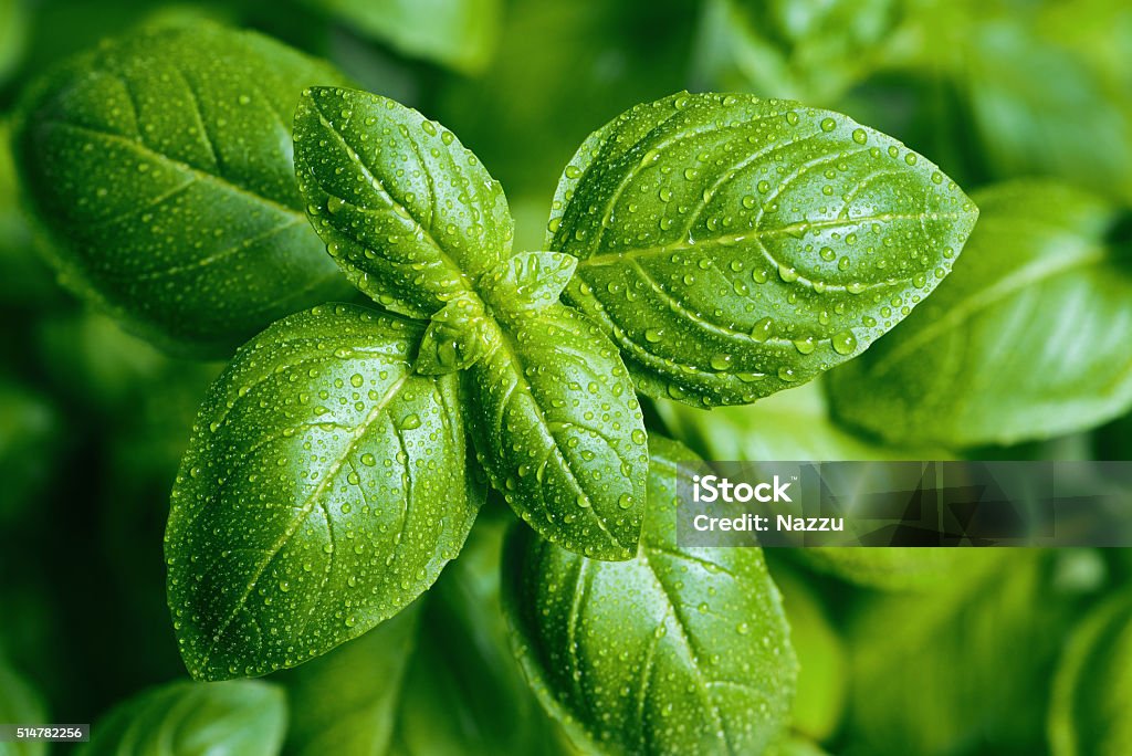 Basil leaves with water drops A close-up of basil leaves with water drops Basil Stock Photo