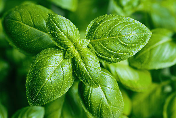 Basil leaves with water drops A close-up of basil leaves with water drops basil photos stock pictures, royalty-free photos & images