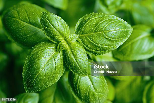 Basil Leaves With Water Drops Stock Photo - Download Image Now - Basil, Leaf, Water