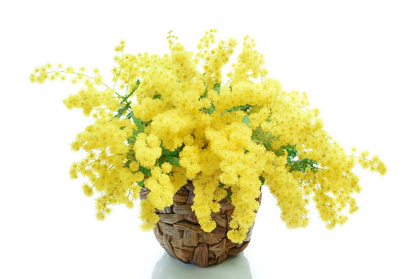 istock mimosa flowers on the basket 514782274