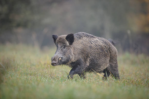 Wild boar – Foto
