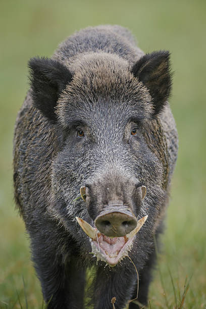 Wild Wildschwein Kopf auf – Foto