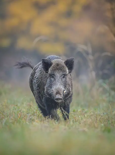 A wild boar running from danger, autumn colours behind him