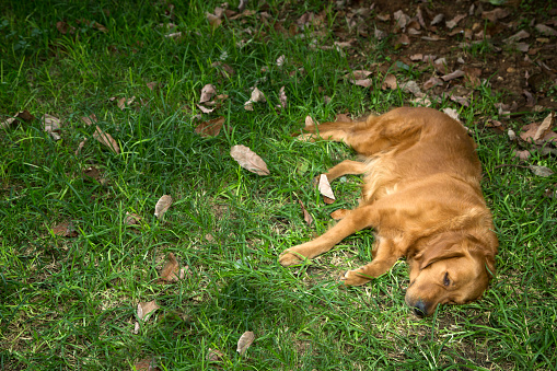 sleeping golden retriever dog laying on green grass shot from top view with leaves between grass. dog laying on the right side of the image with big space of grass on the right side for adding text or content.