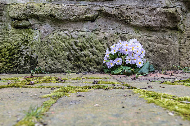 istock Primrose in front of a wall 514783304