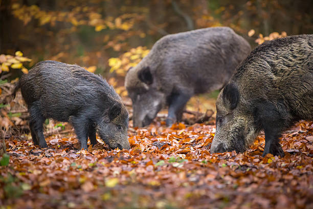 wild boar sounder in autumn wood - wild boar bildbanksfoton och bilder