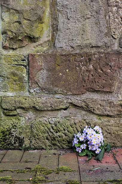 istock Primrose in front of a wall 514783544