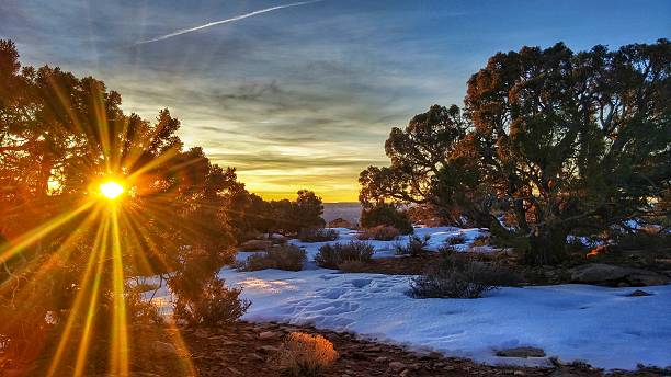 istock Sun Glare through Juniper Tree Sunrise, Canyonlands National Park, Utah 514784696