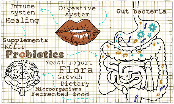 Illustration about Probiotics and the Digestive System stock photo