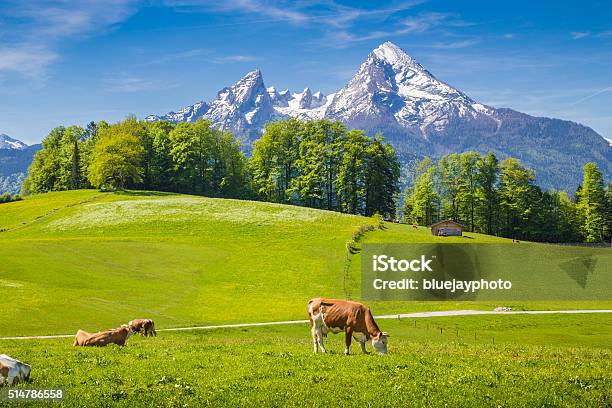 Idyllische Landschaft Der Alpen Mit Kühe Grasen Im Sommer Stockfoto und mehr Bilder von Kuh