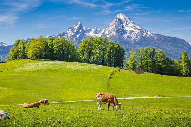 istock Idyllic landscape in the Alps with grazing cows in summer 514786558
