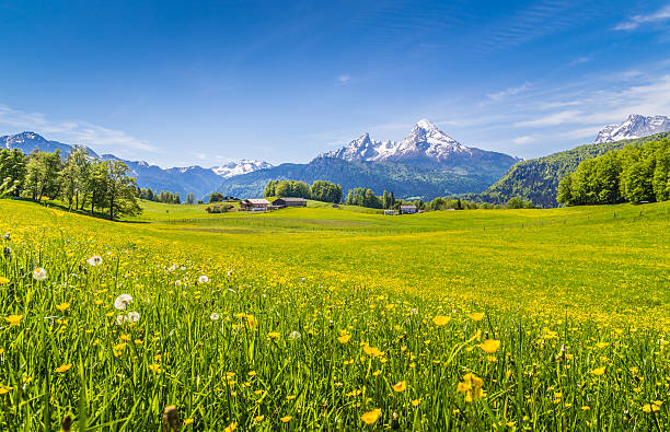 idílico paisagem de alpes com flores e verdes prados - swiss culture switzerland landscape mountain imagens e fotografias de stock