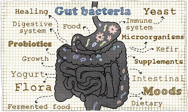Illustration about Gut Bacteria Illustration about Gut Bacteria on old Paper depression land feature stock pictures, royalty-free photos & images