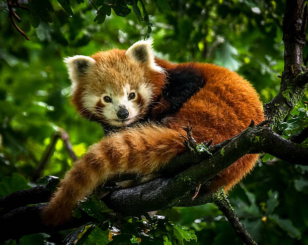Rex Panda 380+ Red Panda Panda Red Sitting Stock Photos, Pictures & Royalty-Free ...
