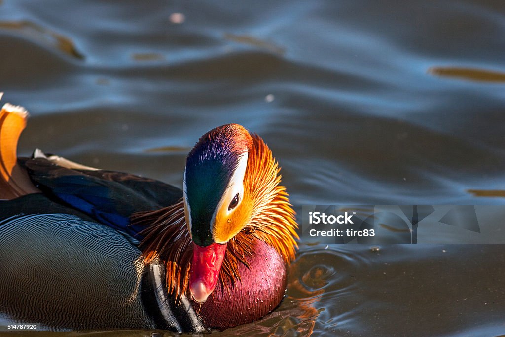Mandarin Duck closeup on water Male mandarin duck swimming on the lake Bird Stock Photo