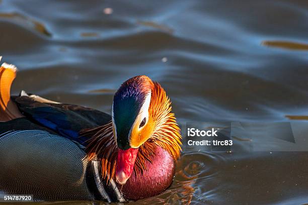 Mandarin Duck Closeup On Water Stock Photo - Download Image Now - Bird, Animals In The Wild, Animal Body Part