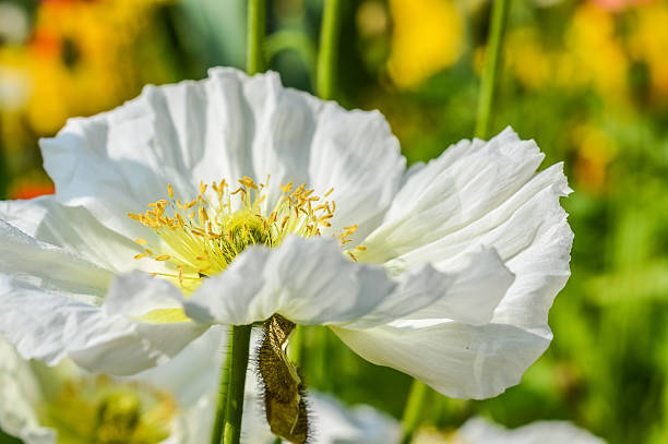 istock white poppy flower macro 514788120