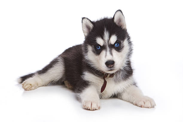 Fluffy Puppy Husky dog with blue eyes (isolated on white) stock photo