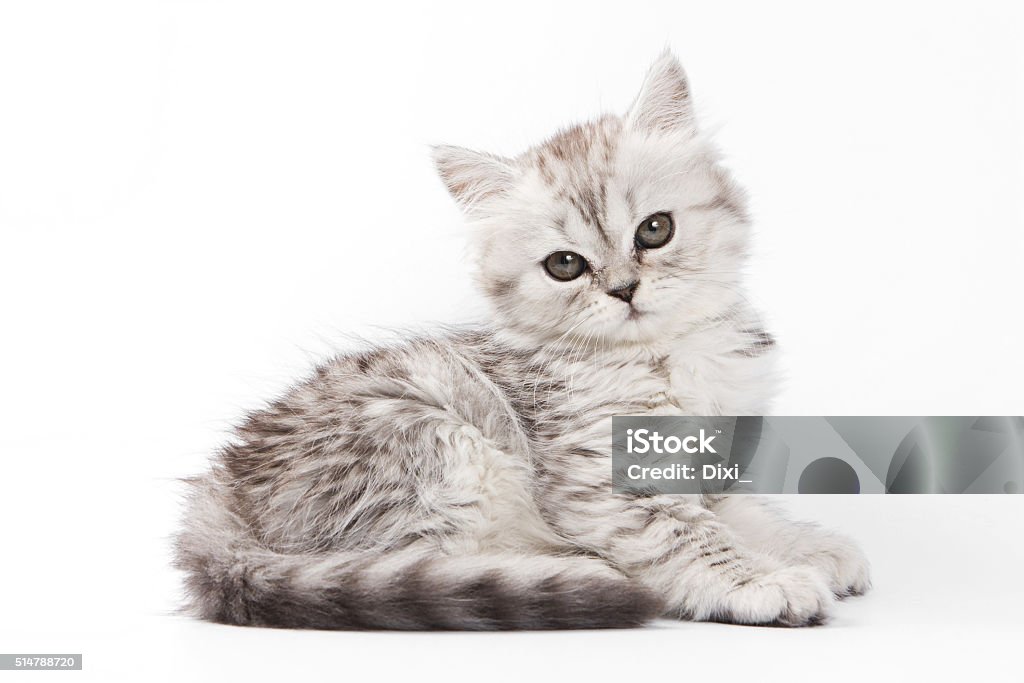 Mascota suave gris gato británico (aislado sobre blanco - Foto de stock de Gatito libre de derechos