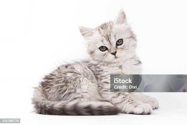 Mascota Suave Gris Gato Británico Aislado Sobre Blanco Foto de stock y más banco de imágenes de Gatito