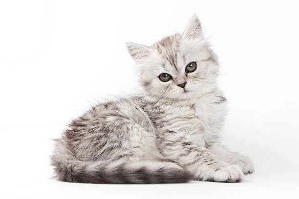 Fluffy gray kitten British cat (isolated on white) stock photo