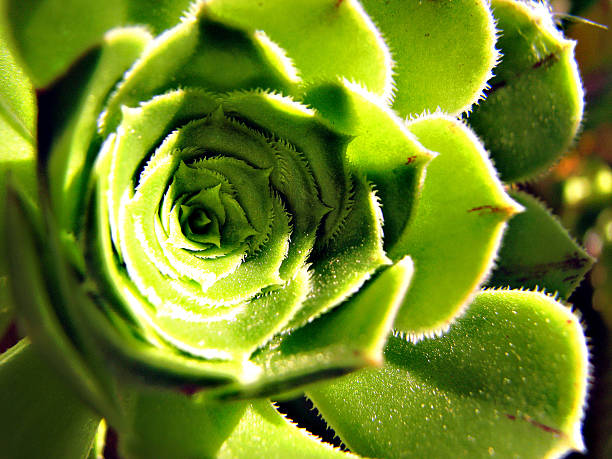 istock Layers of spikes 514788808