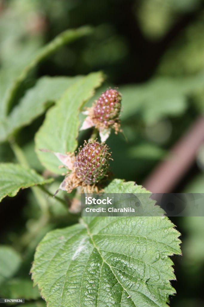 Moras desarrollo en el jardín - Foto de stock de Agricultura libre de derechos