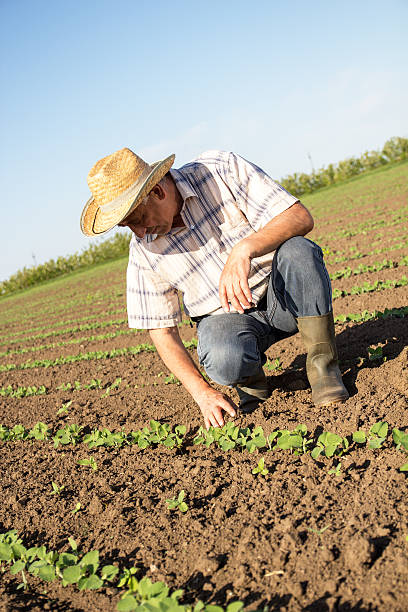 istock Senior farmer in a field examining crop 514790248