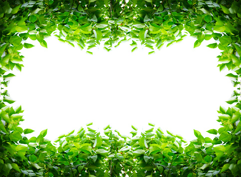 green leaves on a white background, frame from leaves with space for text