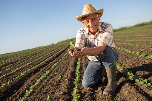 Senior farmer in a field examining crop, focus on hands.