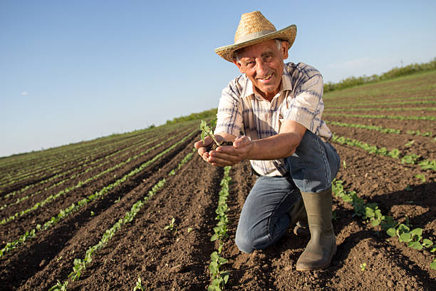 starszy rolnik w dziedzinie sprawdzać crop - farm worker zdjęcia i obrazy z banku zdjęć