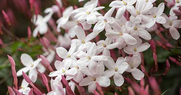 White & Pink Jasmine - Jasminum polyanthum
