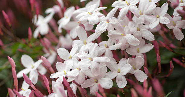 White & Pink Jasmine - Jasminum polyanthum Jasminum polyanthum, also known as Pink Jasmine (or White Jasmine), is an evergreen twining climber native to China and Burma. jasmine stock pictures, royalty-free photos & images