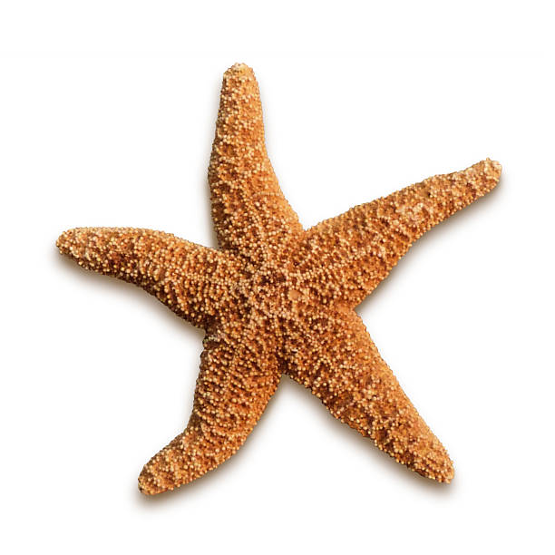 Starfish Isolated White Background Star Shape Ocean Sea Animal A vibrant orange 5 armed ocean starfish isolated on a white background, shadow beneath. This aquatic wildlife is also called a sea star. shell starfish orange sea stock pictures, royalty-free photos & images