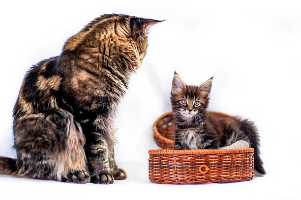 istock Valentine Maine Coon kitten and it dad sitting at basket 514792496