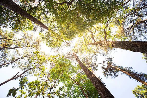 istock forest trees. nature green wood, sunlight backgrounds 514792512