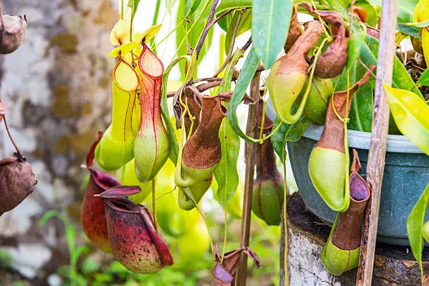 Tropical pitcher plant or monkey cup (Nepenthes)