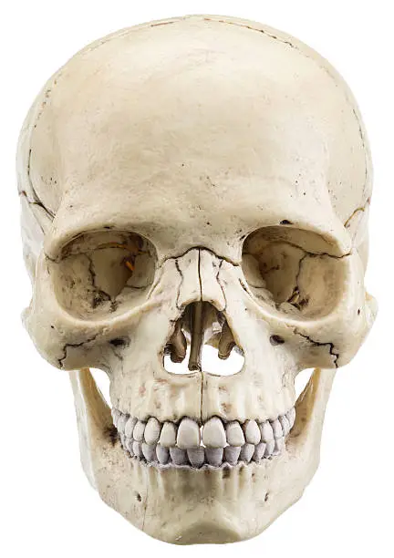 Skull model isolated on a white background. File contains clipping paths.